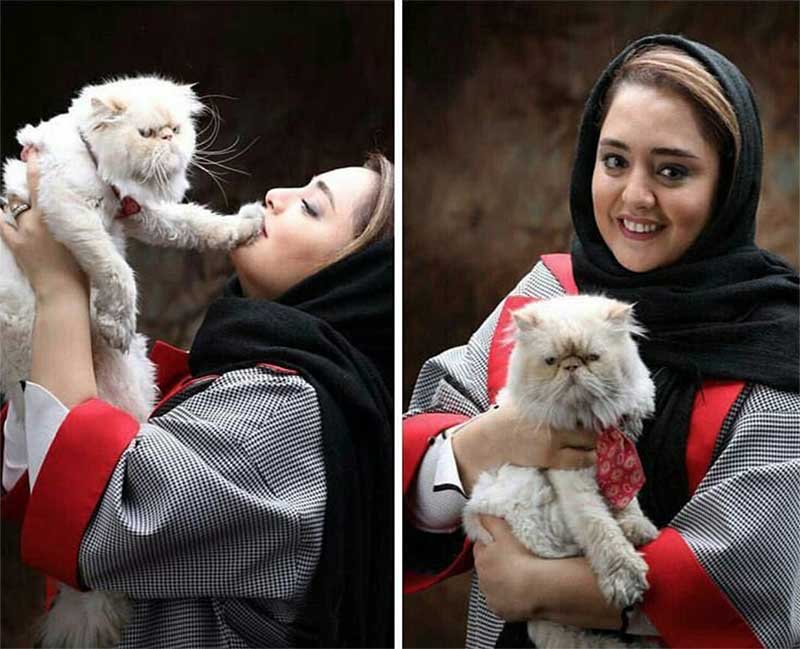 گربه پرشین نرگس محمدی