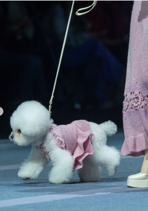 راز جذابیت فشنشوی حیوانات راز جذابیت فشنشوی حیوانات