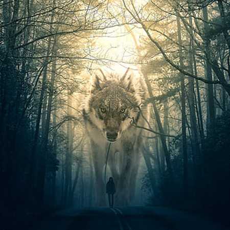 شاهین نجفی سکوت بره ها